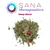 Sana Therapeutics Tea: Sleep Blend - The Sana Shop